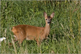<p>SRNEC OBECNÝ (Capreolus capreolus) Šluknovsko - okolí Šluknova /European roe deer - Reh/</p>
